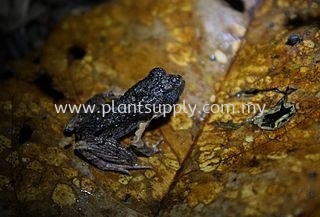 Malaysia Frogs won the most Beautiful sound in the world!