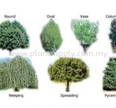 Shade Trees Selection