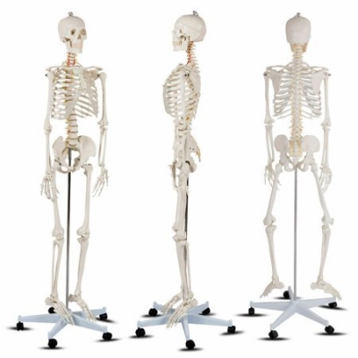 V.13 [170CM] LIFE SIZE SKELETON ģ