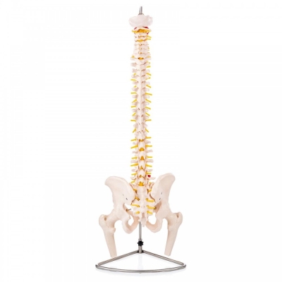 V.14 VETEBRAL COLUMN CW PELVIS & FEMUR Ȼ׵,ȹģ()