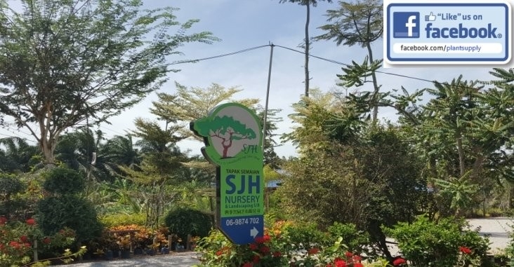 SJH Nursery & Landscaping Sdn Bhd Muar Johor Malaysia Home & Renovation 