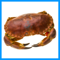 Cooked French Crab (Cooked ) 