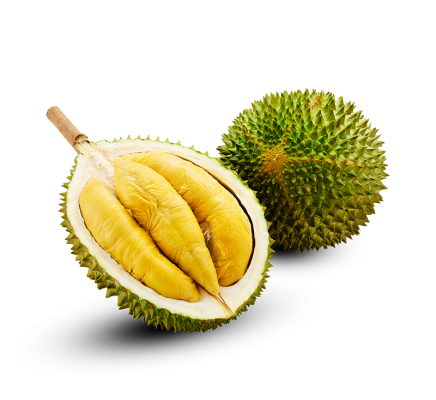 MUSANG KING DURIAN èɽ