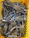 Ketam Bunga  Fresh Crab
