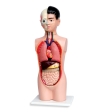 EQ33012 Human Torso 9 Parts Model Anatomi Science