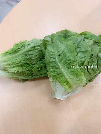 Romaine Lettuce 