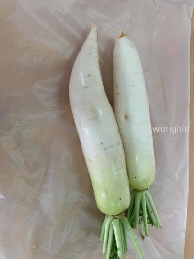 White Radish ޲