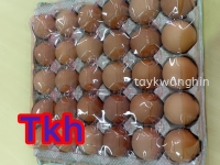 Eggs ¼¦µ°