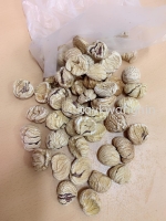 Chestnut Àõ×Ó
