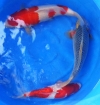 Asagi and Kohaku, 2 year-old, 45 - 50cm Koi