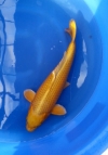 Yamabuki, 2 year-old, 60cm  Koi