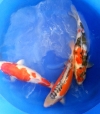 Kohaku, Shusui, Showa, 2 year-old, 50cm Koi