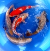 Kohaku, Shusui, Asagi, Ginrinchagoi and Mukashiogon 2 year-old, 50cm Koi