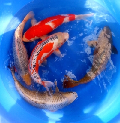 Kohaku, Shusui, Asagi, Ginrinchagoi and Mukashiogon 2 year-old, 50cm