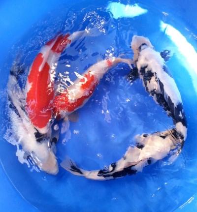 Shiro Utsuri and Kohaku, 2 year-old, 50cm