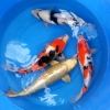 Showa, Sanke, Mukashiogon and Shiro Utsuri, 2 year-old, 50cm Koi