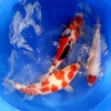 Tancho, Showa and Kohaku, 2 year-old, 50cm Koi