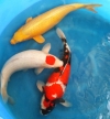 Tancho, Showa and Yamabuki, 2 year-old, 50 - 55cm Koi