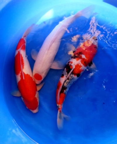 Kohaku, Tancho and Showa, 2 year-old, 50cm