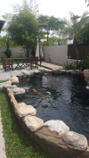 Pondo Rosa Koi pond with rock landscape  Koi Pond Design and Build