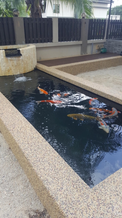 Standard rectangular koi pond @ Seri Austin