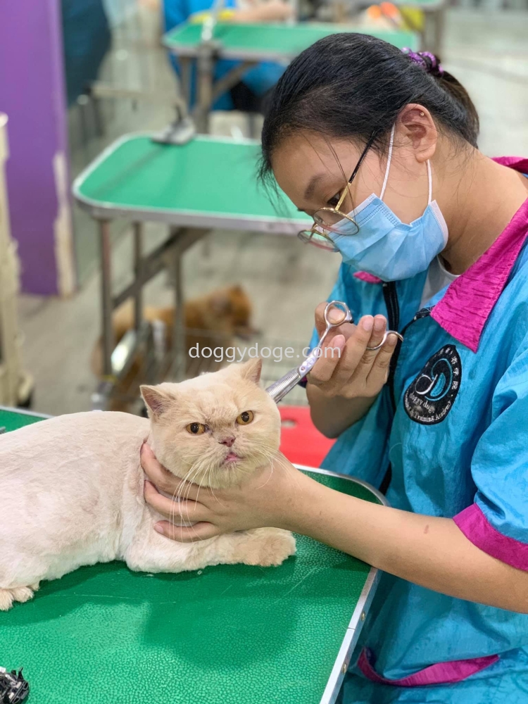 Cat Grooming & Handling Skill