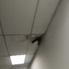 Ceiling Leaking repair - Shah Alam Waterproofing