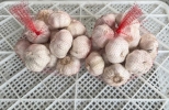 Fresh Garlic(1kg) Fresh Garlic Repack Fresh Garlic