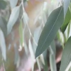 Eucalyptus blue Mallee Raw Materials Raw Material