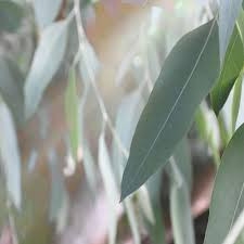 Eucalyptus blue Mallee