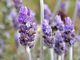 Lavender Essential Oil 