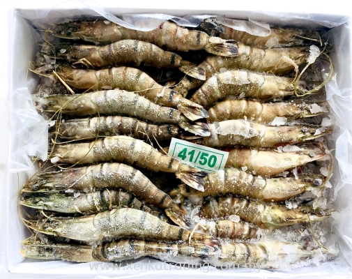 XK664 Hoso Tiger Prawn (41/50)