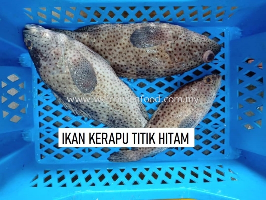 Ikan Kerapu Titik Hitam