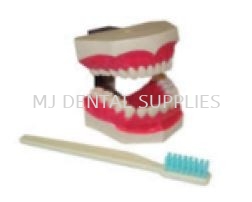 DENTAL STUDY MODEL ADULT WITH TOOTH BRUSH #ZYR-4038