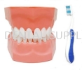 TOOTH BRUSHING DEMONSTRATION MODEL - ADULT #M7010(A) Standard Tooth Model Dentistry Material
