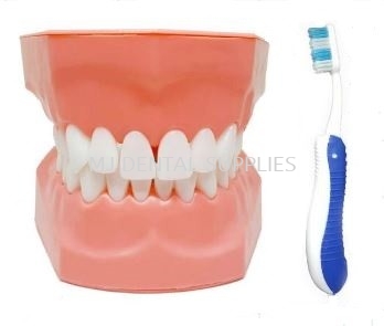 TOOTH BRUSHING DEMONSTRATION MODEL - ADULT #M7010(A)