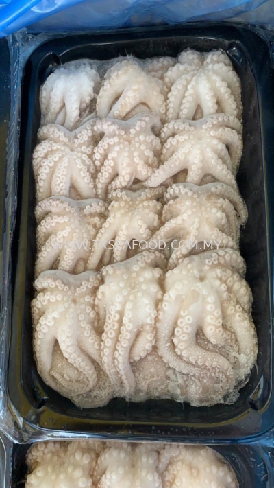 BABY OCTOPUS (TRAY PACKING)