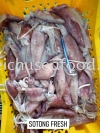 Sotong Fresh Fresh Squid