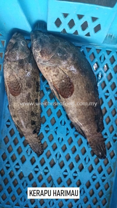 Ikan Kerapu Harimau