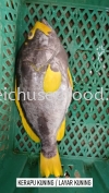 Ikan Layar Kuning /Kerapu Kuning Frozen Fish