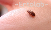 Bedbugs Storage Pest, Bugs, Fleas & Ticks Control