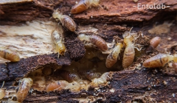 Subterranean Termites