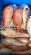 红皂鱼（Golden Snapper） 红枣鱼（Golden Snapper) Fresh Seafood （冰鲜海鲜）