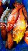 红斑（Red Grouper） 红斑（Red Grouper) Fresh Seafood （冰鲜海鲜）