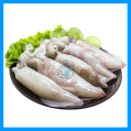 White Squid / Sotong Putih