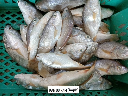 Ikan Gu Nam (ţ)