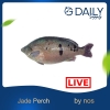 Jade Perch (LIVE) Fish