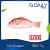 Red Snapper (LIVE) Fish