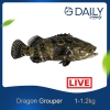 Dragon Grouper (LIVE) Fish