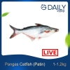 Pangas Catfish (Patin) (LIVE) Fish